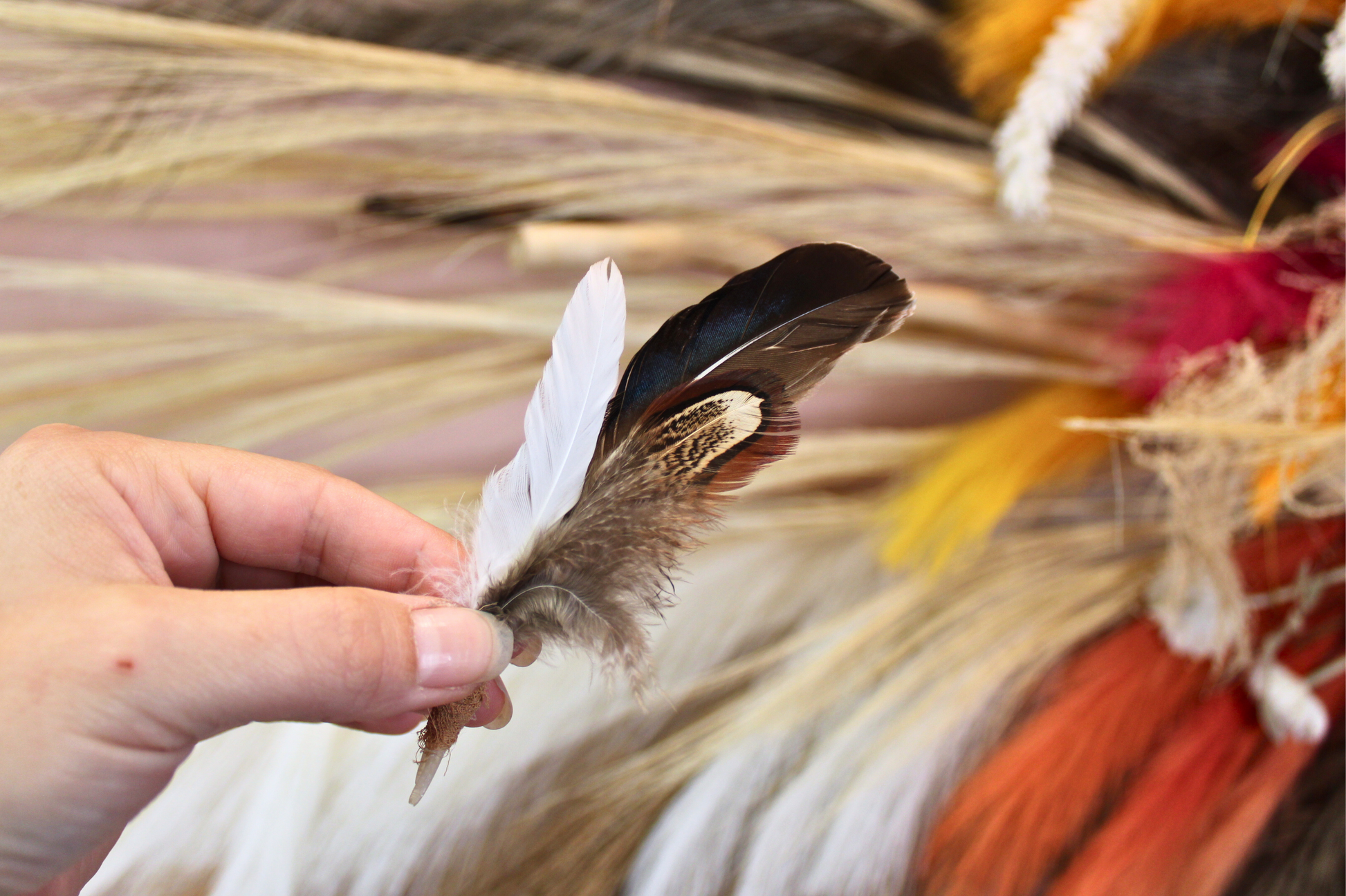 Hand holding a feather with a decorative background of feathers and straw. duck and pheasant feather small hat pick hat feather