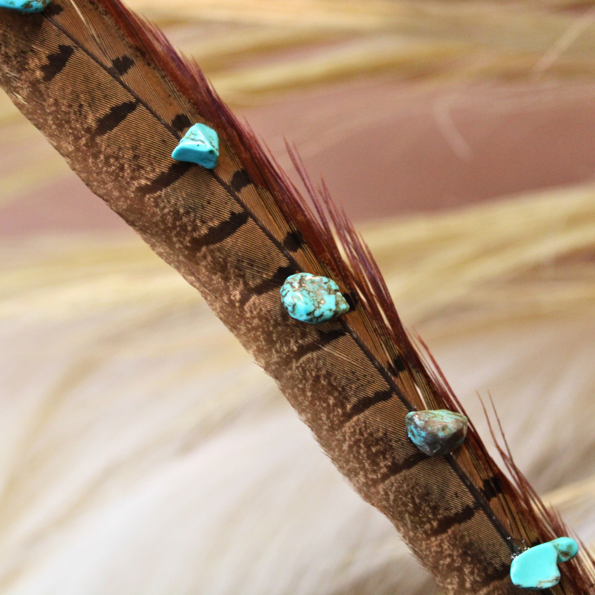 close up of a pheasant feather featuring turquoise accents