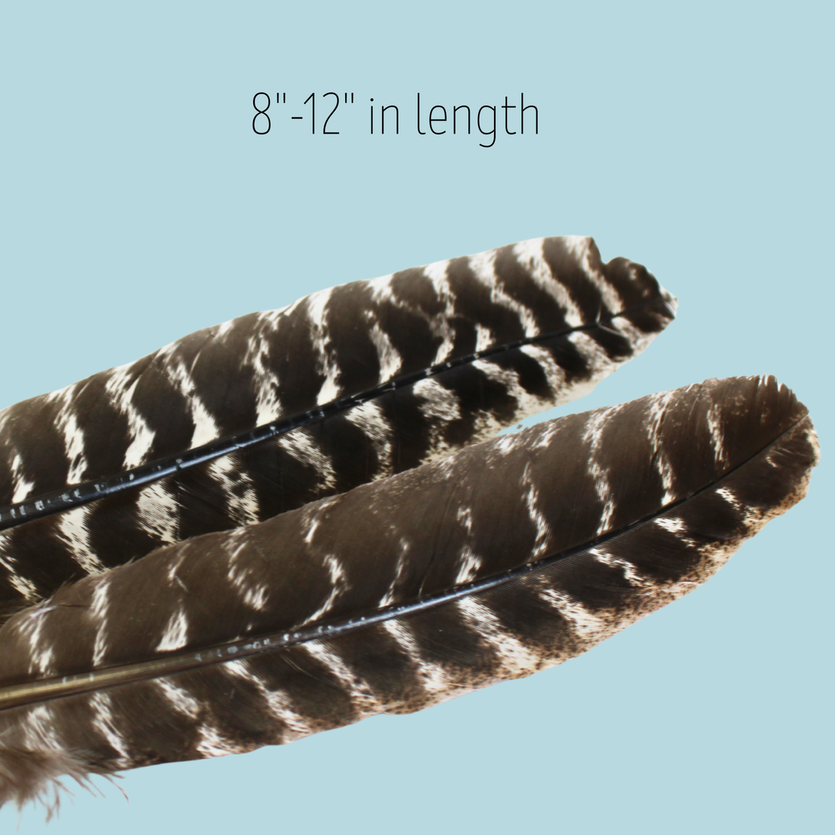 Turkey Rounds Natural Barred Turkey Rounds – 10 Pack (Premium Domestic Feathers ...