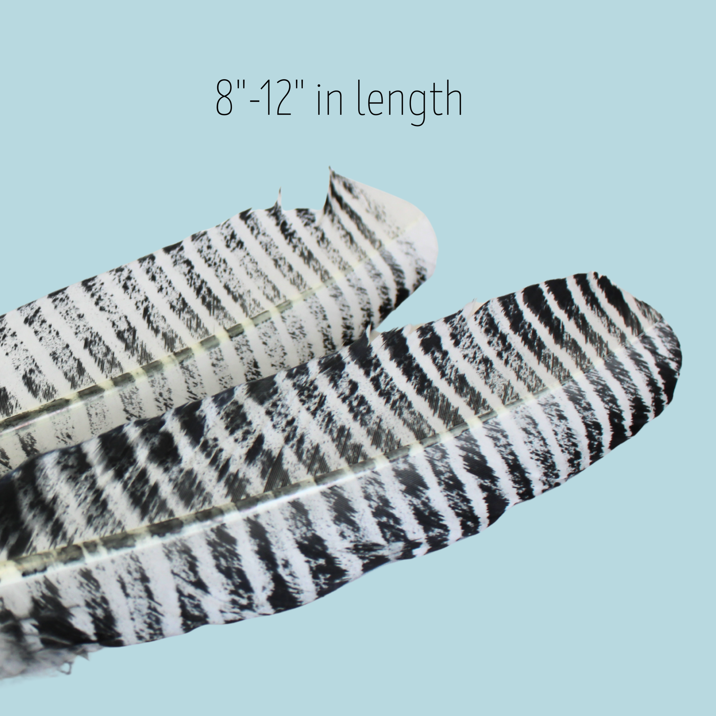 White Barred Turkey Rounds – 10 Pack (Premium Domestic Feathers)